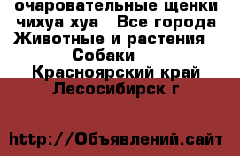 очаровательные щенки чихуа-хуа - Все города Животные и растения » Собаки   . Красноярский край,Лесосибирск г.